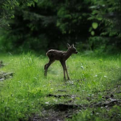 In the Woods, Austria