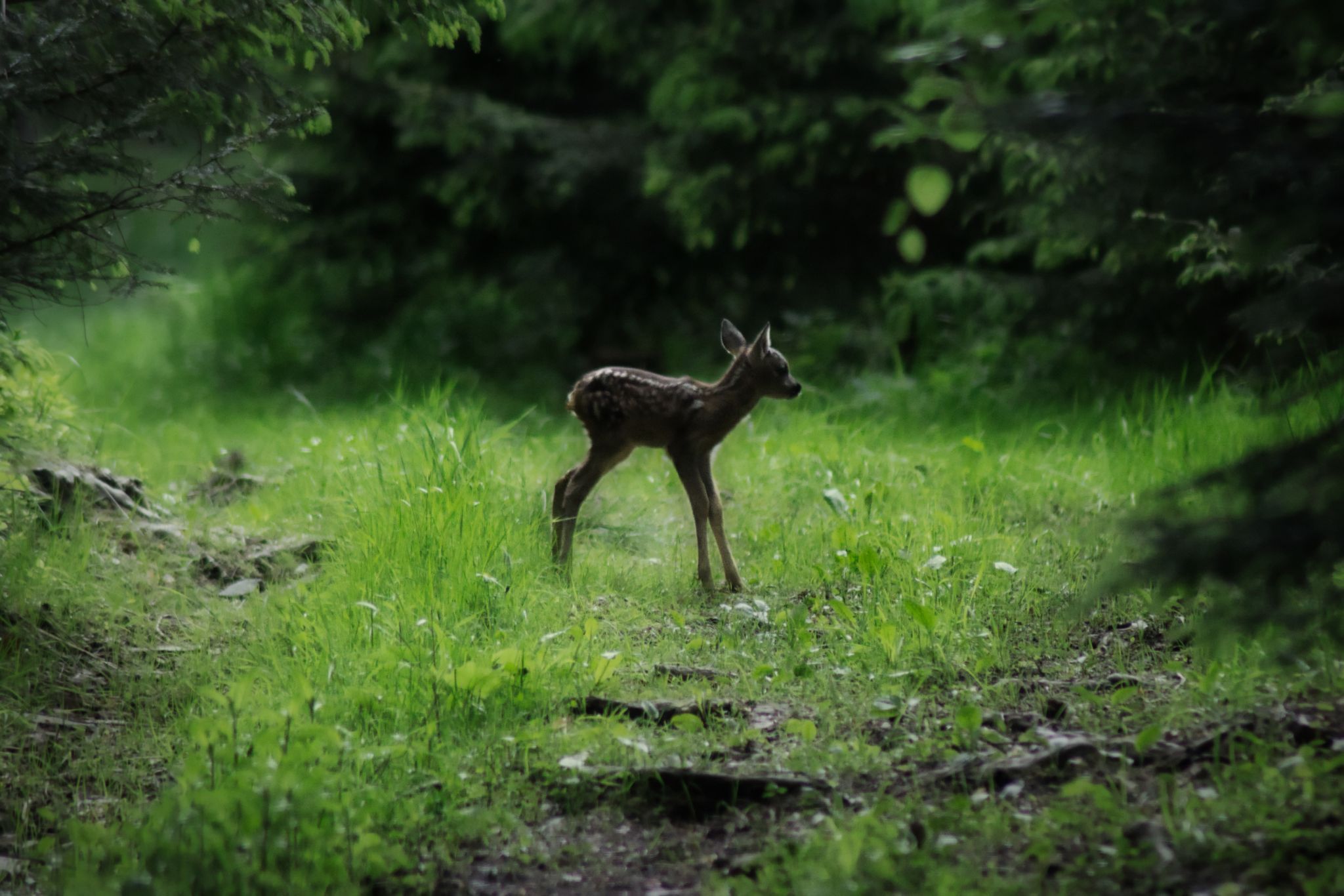 In the Woods, Austria