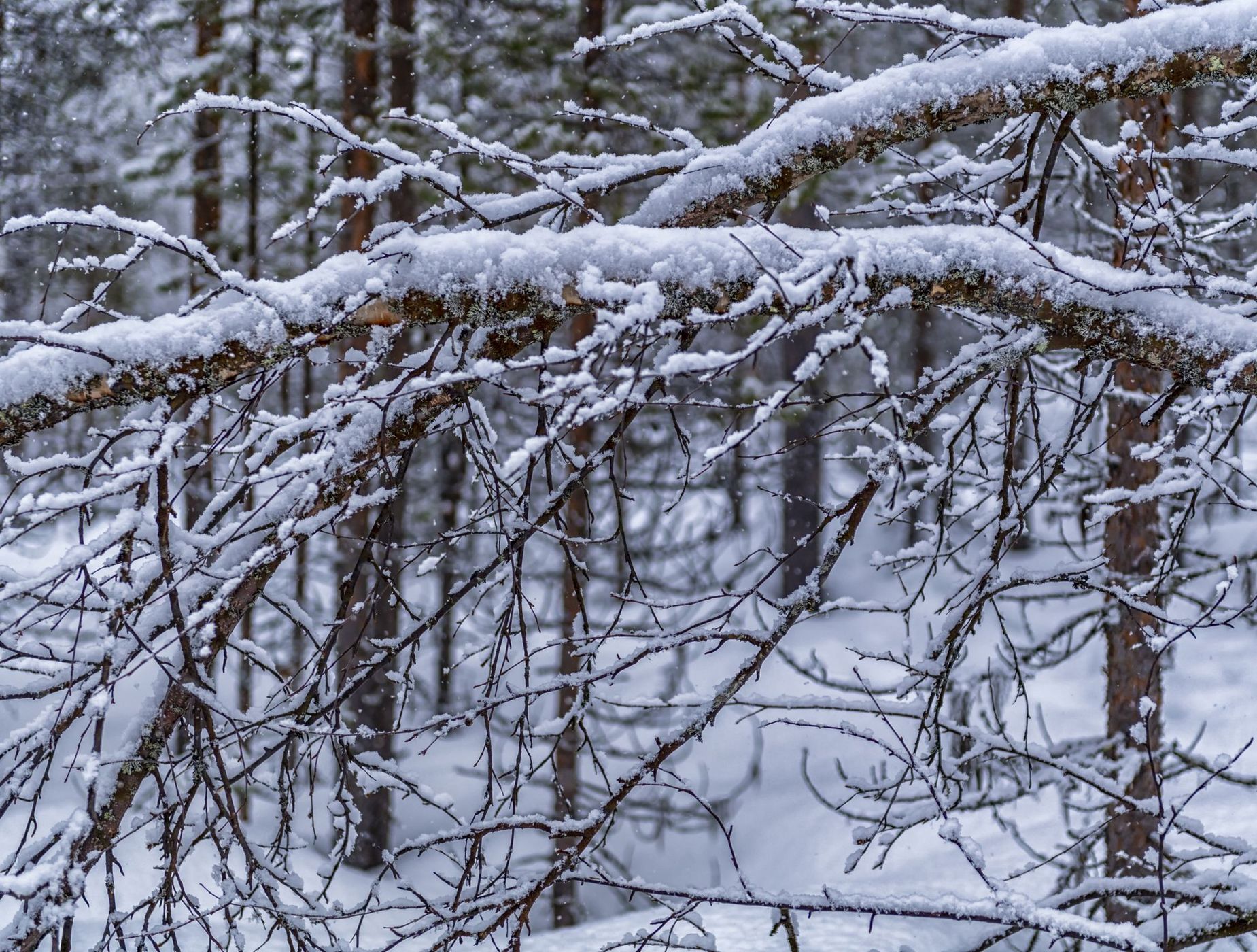 Inari Saariselka, Finland