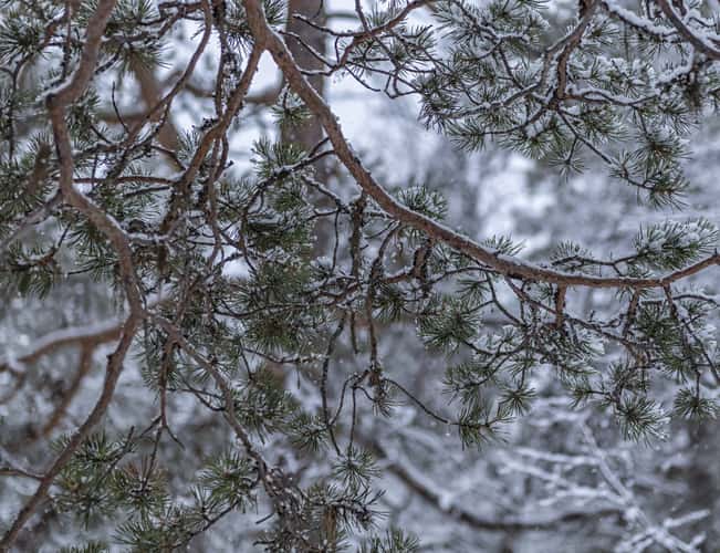 Inari Saariselka