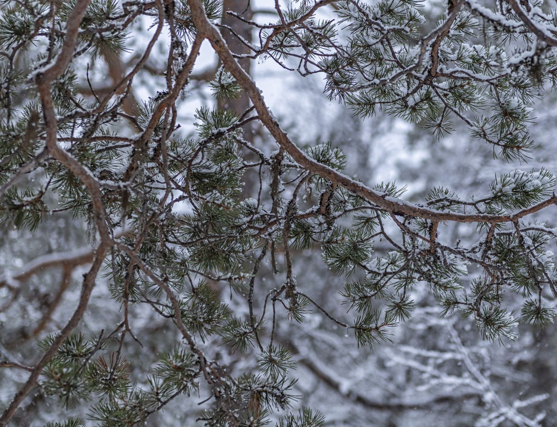 Inari Saariselka, Finland