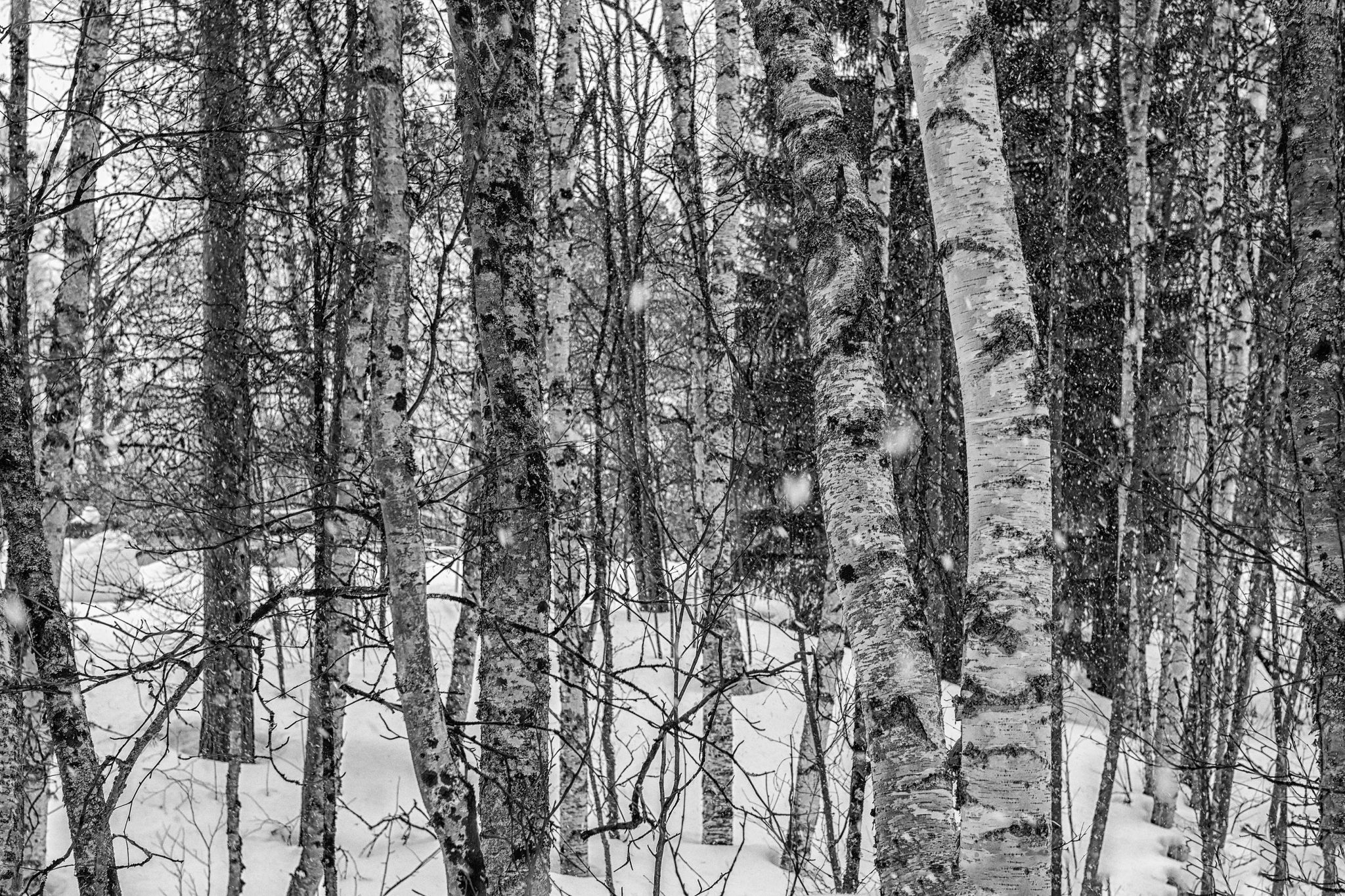 Inari Saariselka, Finland
