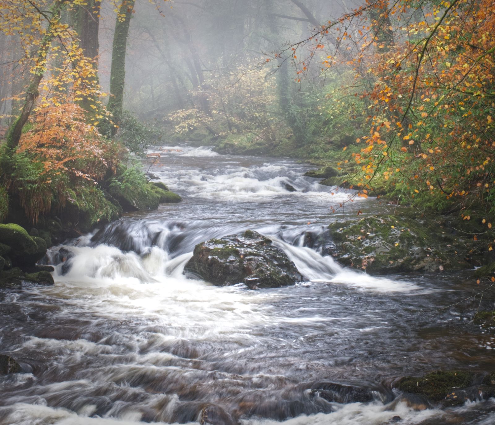 Ivybridge woods, Devon, United Kingdom