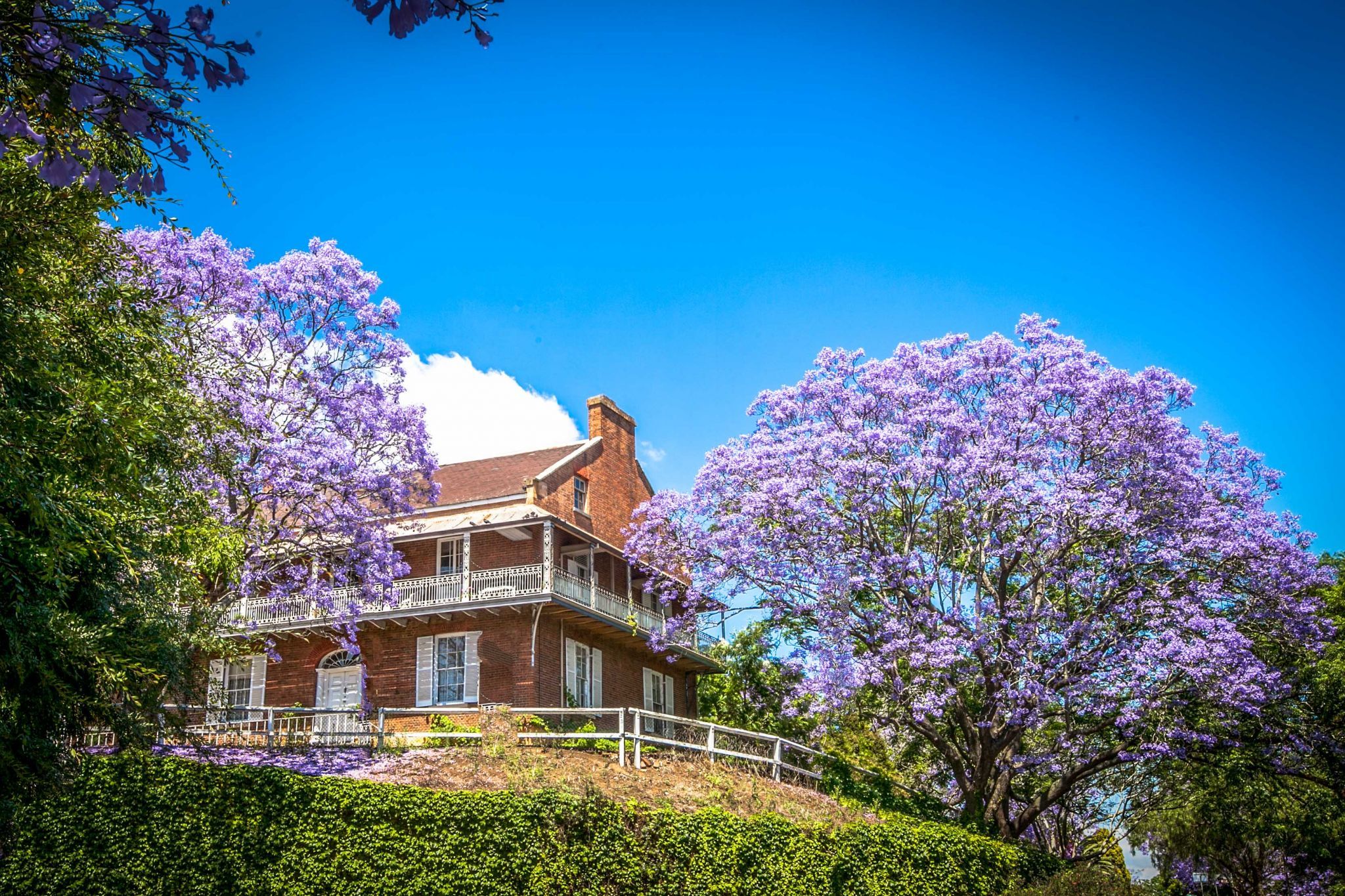 Jacaranda time Windsor New South Wales, Australia