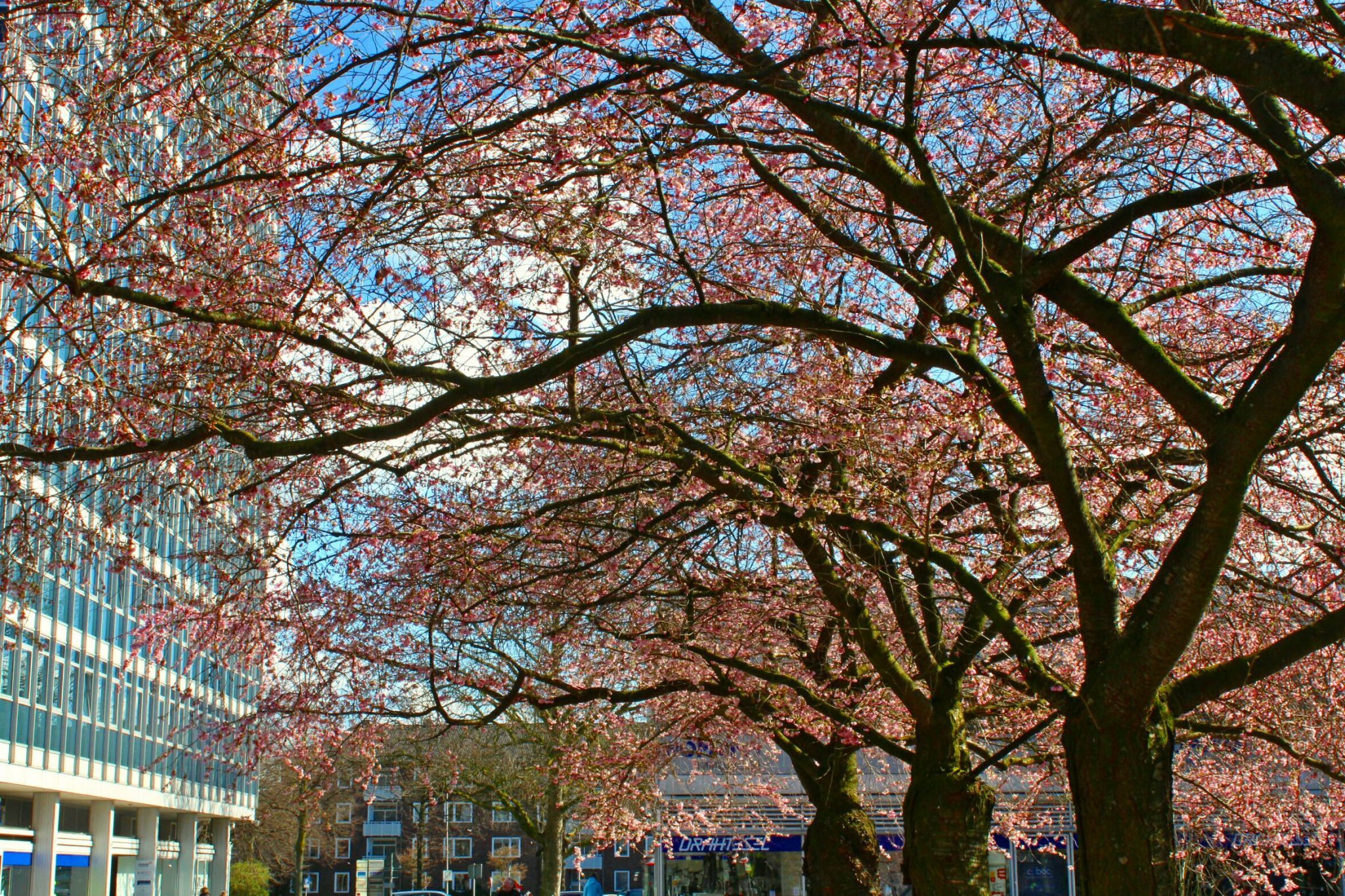 Kirschblüte am Servatiiplatz, Münster, Germany