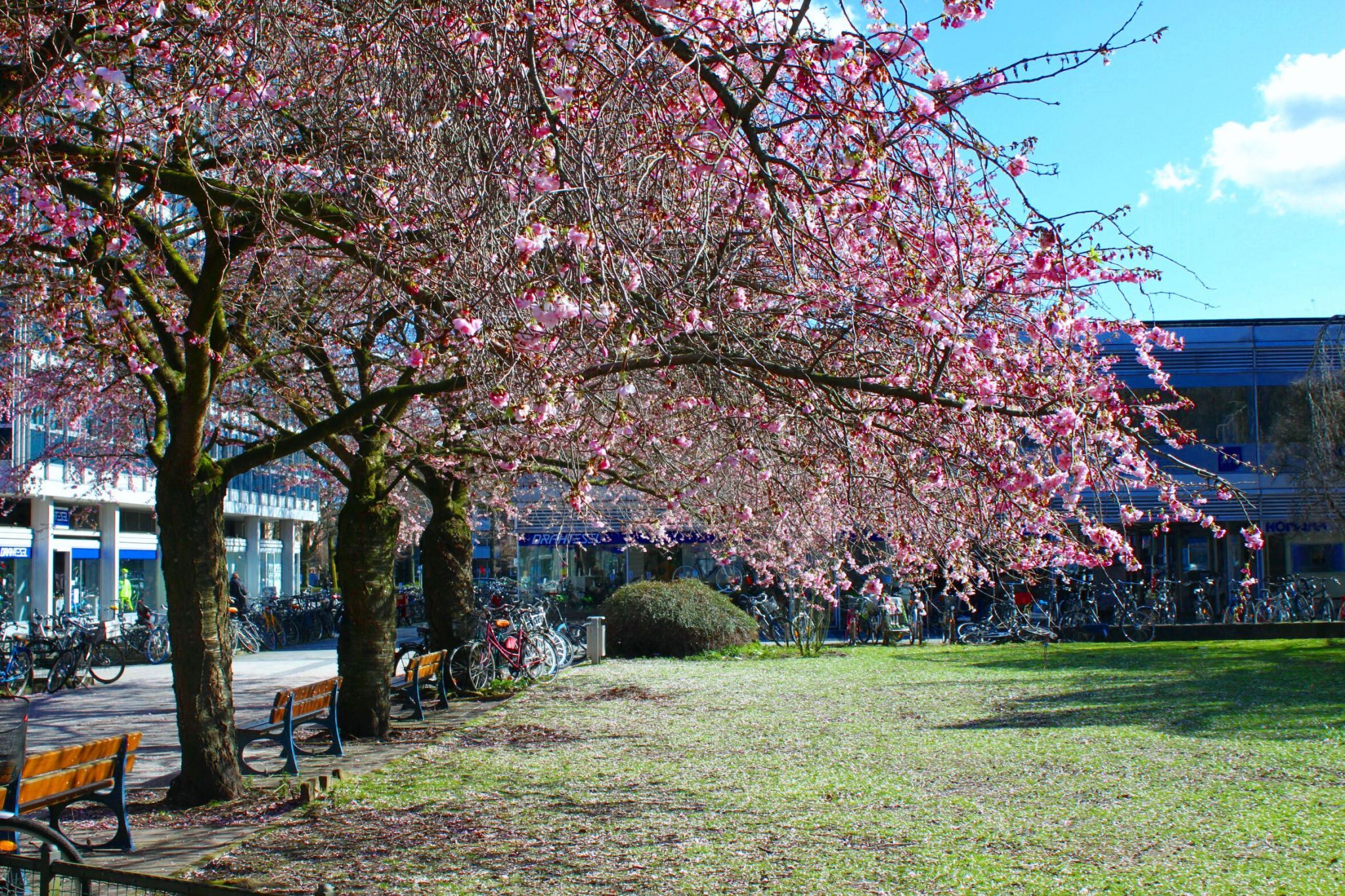 Kirschblüte am Servatiiplatz, Münster, Germany