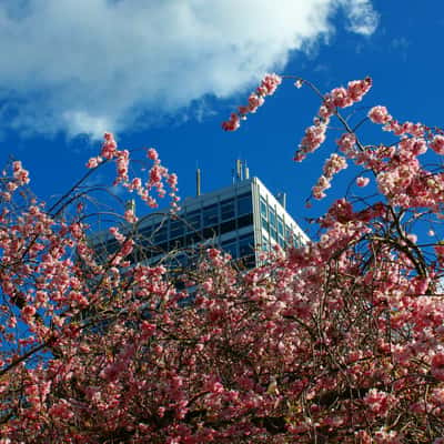 Kirschblüte am Servatiiplatz, Münster, Germany