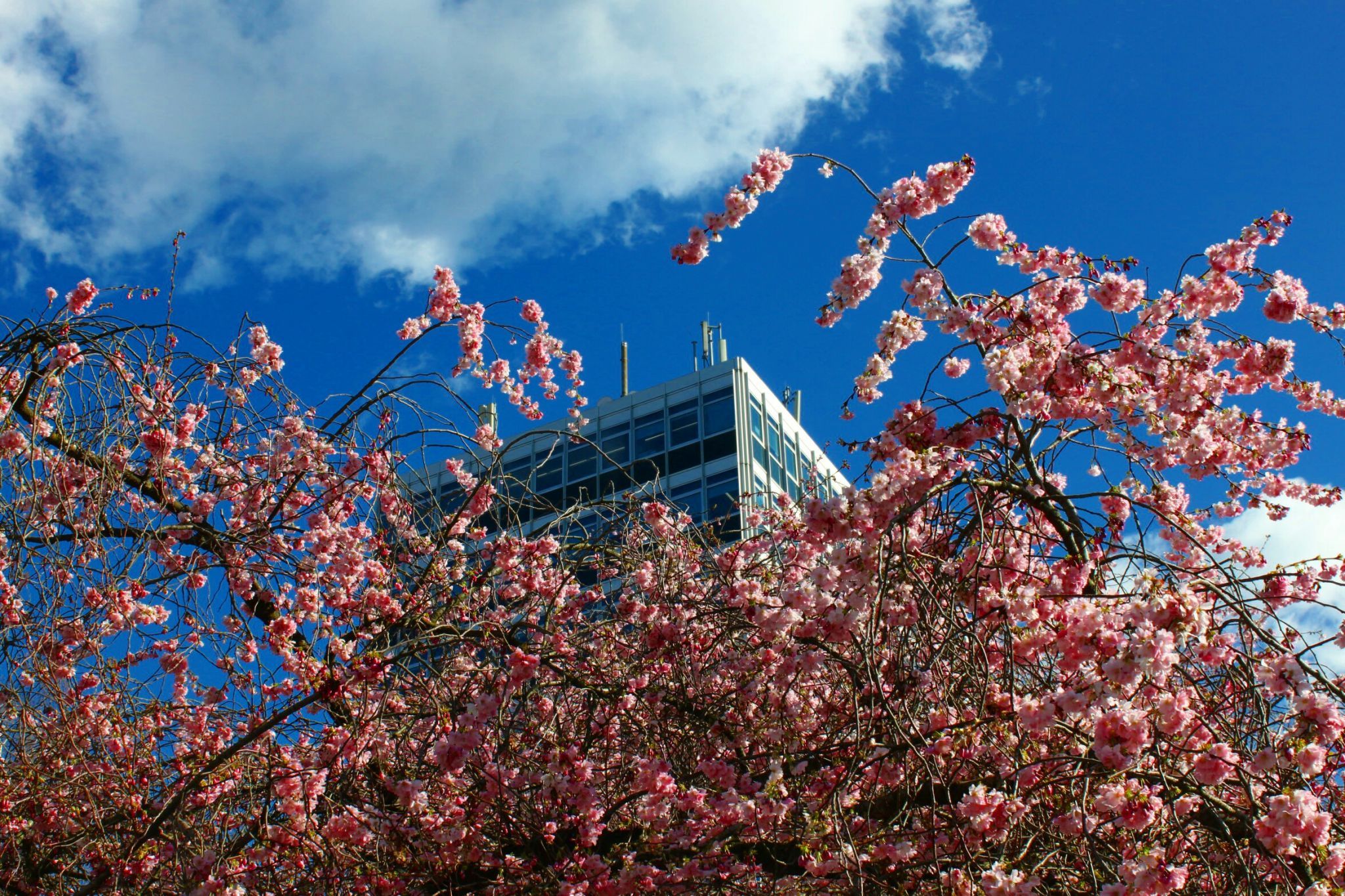 Kirschblüte am Servatiiplatz, Münster, Germany