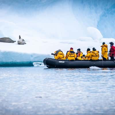 Leopard Seals Petermann Island Antarctica, Antarctica