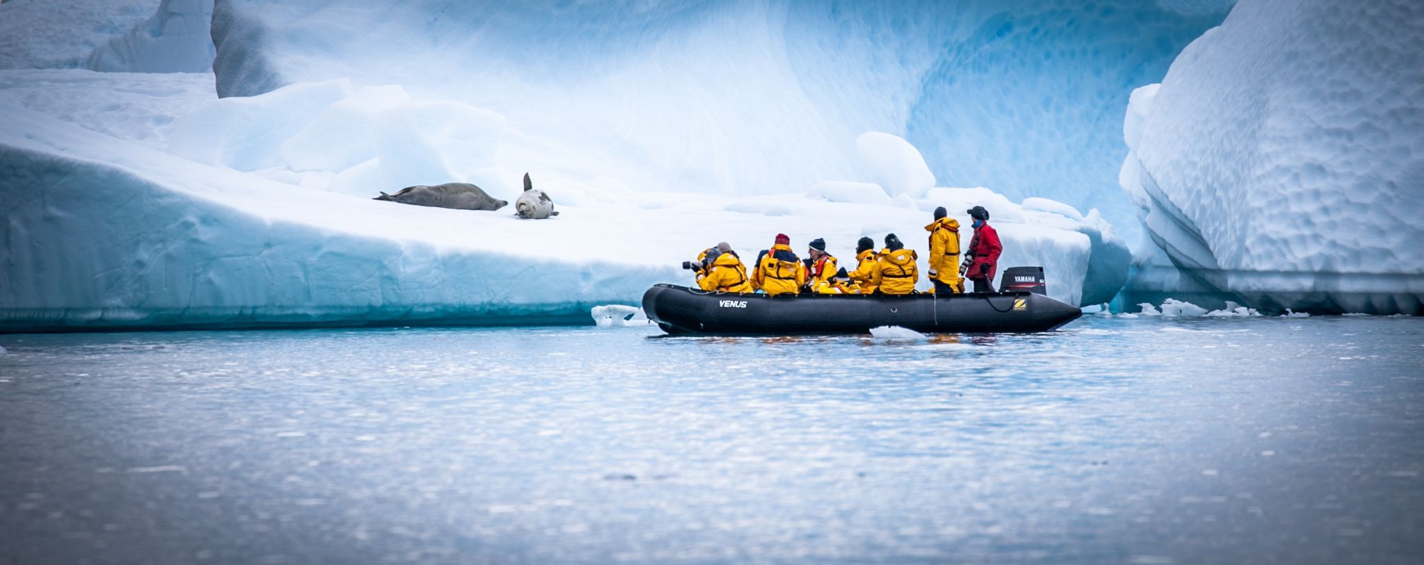 Leopard Seals Petermann Island Antarctica, Antarctica