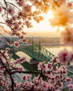 Liberty Bridge of Budapest in Spring time