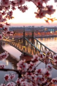 Liberty Bridge of Budapest in Spring time