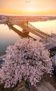 Liberty bridge of Budapest In Spring time