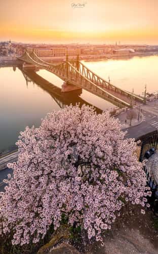 Liberty Bridge, Budapest