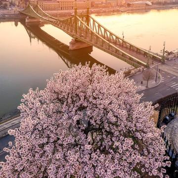 Liberty Bridge of Budapest in Spring time, Hungary