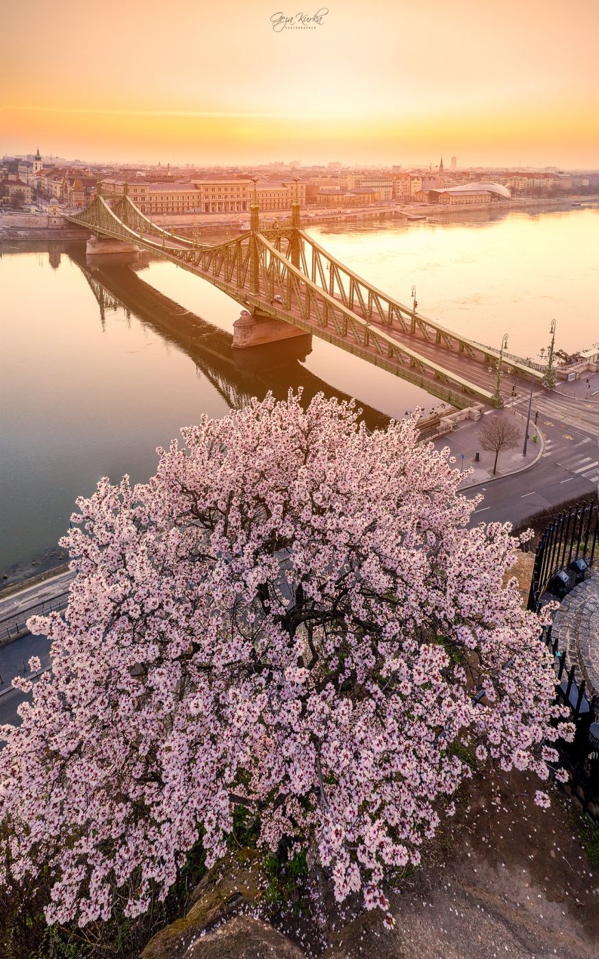 Liberty Bridge, Budapest, Hungary