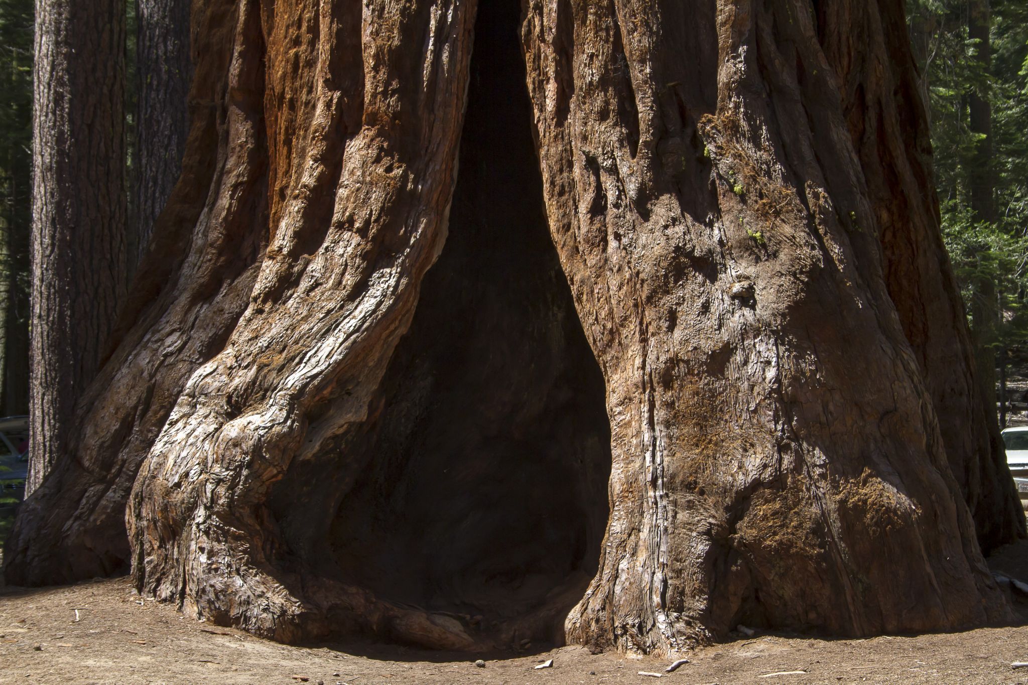Mariposa Grove, USA