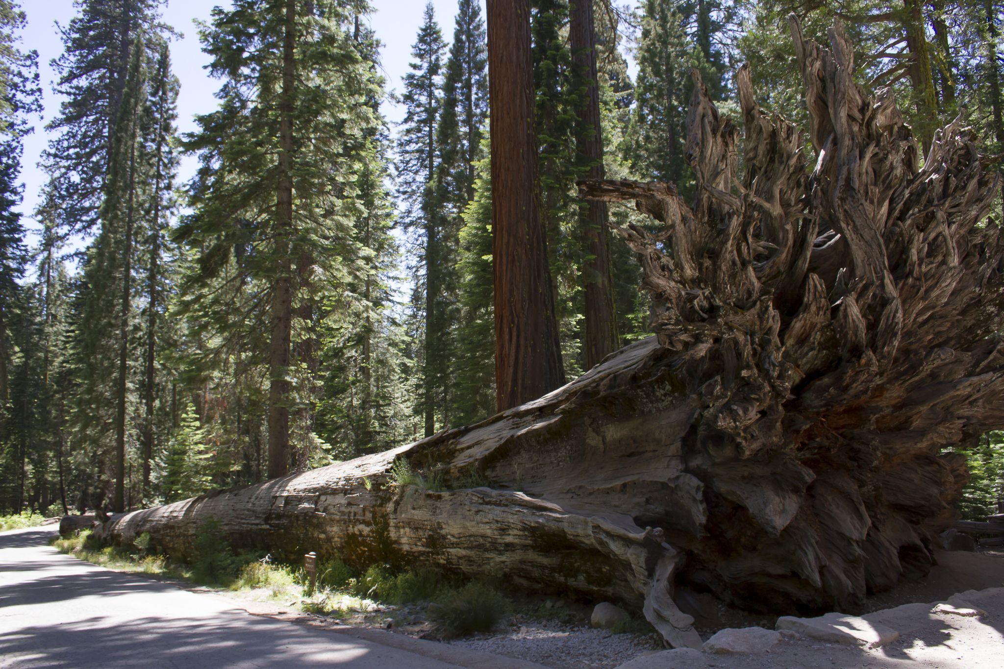Mariposa Grove, USA