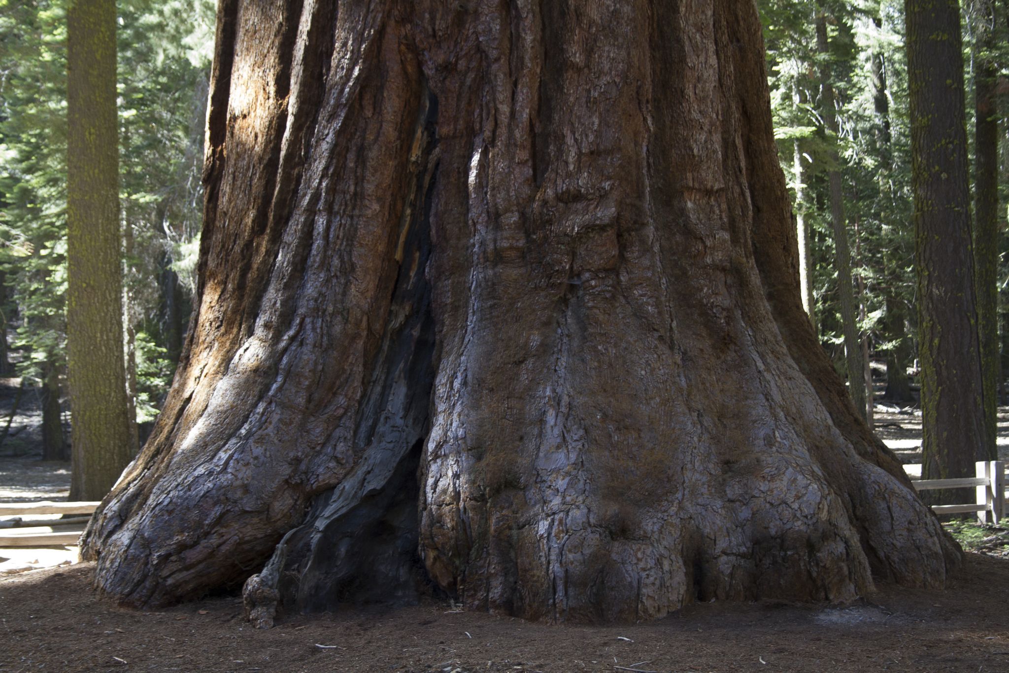 Mariposa Grove, USA