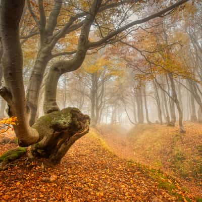 My trees, Czech Republic