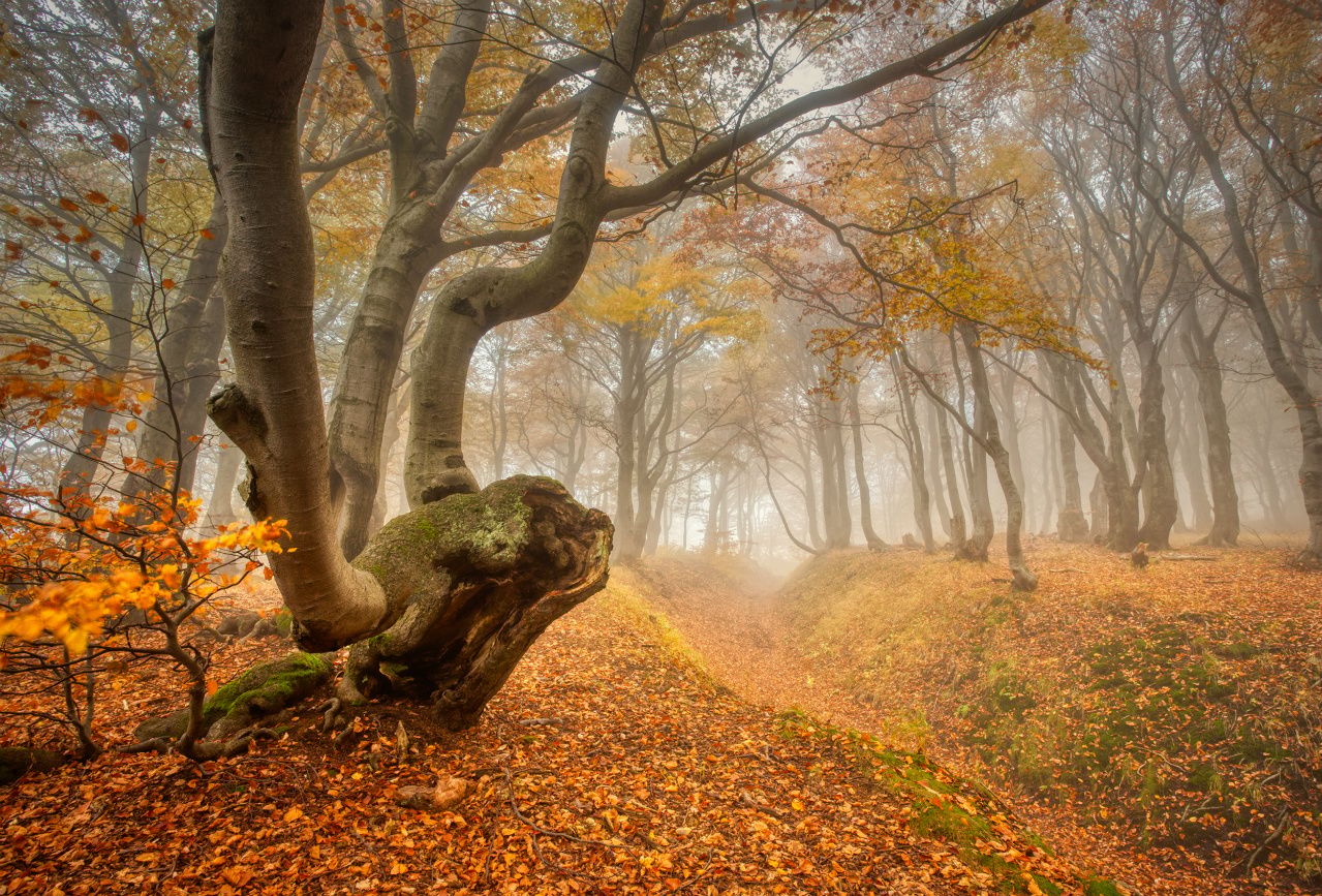 My trees, Czech Republic