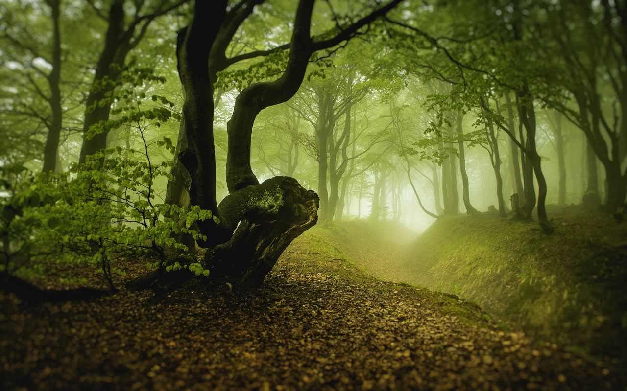 mysterious forest, Czech Republic