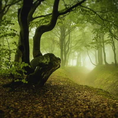 mysterious forest, Czech Republic