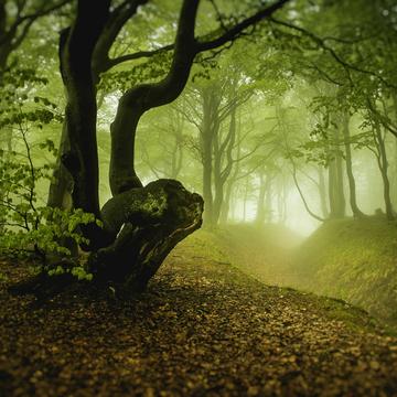 mysterious forest, Czech Republic