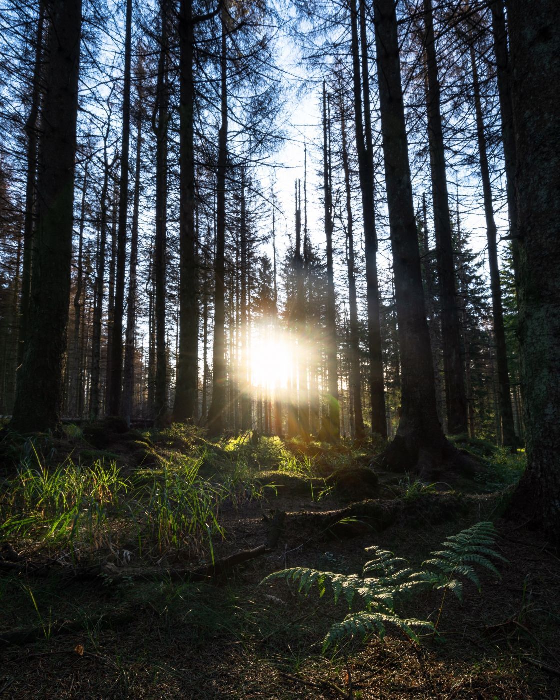 Naturschutzgebiet Oberharz, Germany