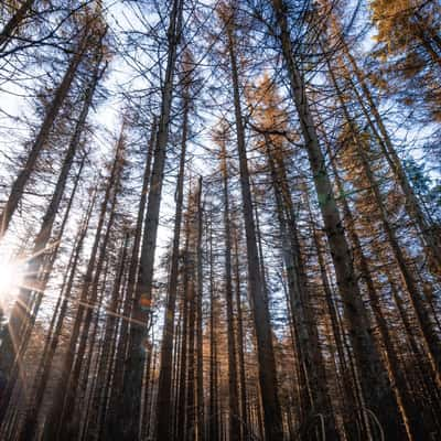 Naturschutzgebiet Oberharz, Germany