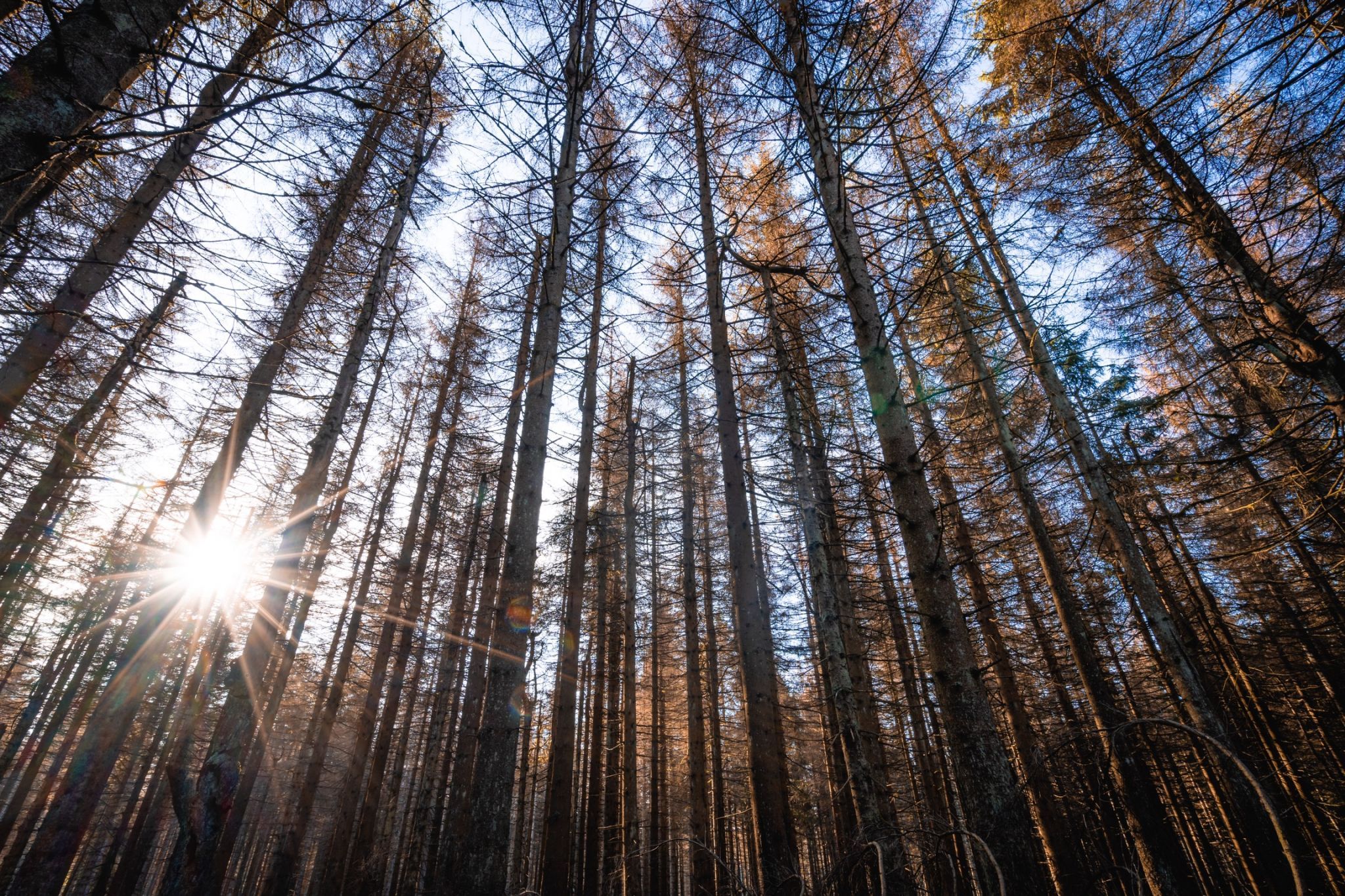 Naturschutzgebiet Oberharz, Germany