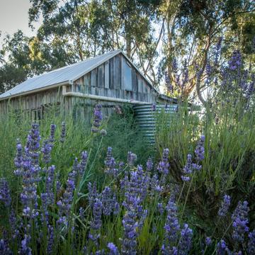 Old shed Dixons Creek, Victoria, Australia