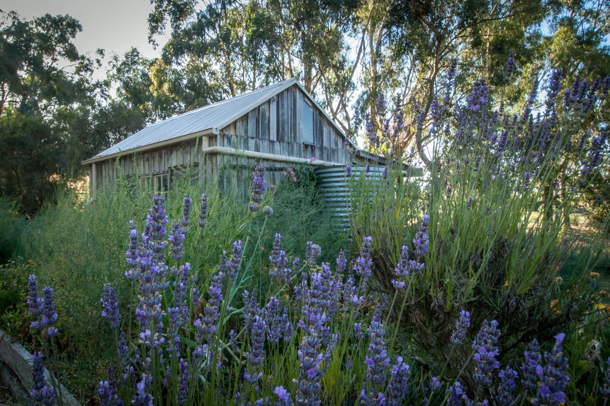 Old shed Dixons Creek, Victoria, Australia