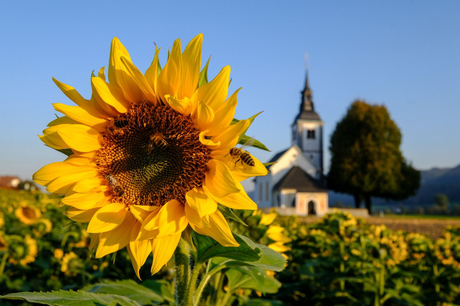 Old Suha church in Škofja Loka, Slovenia