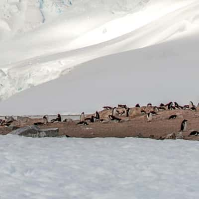 Penguins Cuverville Island, Antarctica, Antarctica