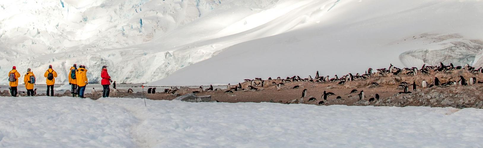 Penguins Cuverville Island, Antarctica