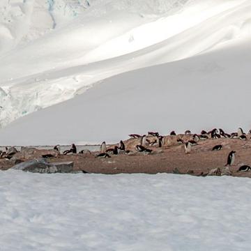 Penguins Cuverville Island, Antarctica, Antarctica
