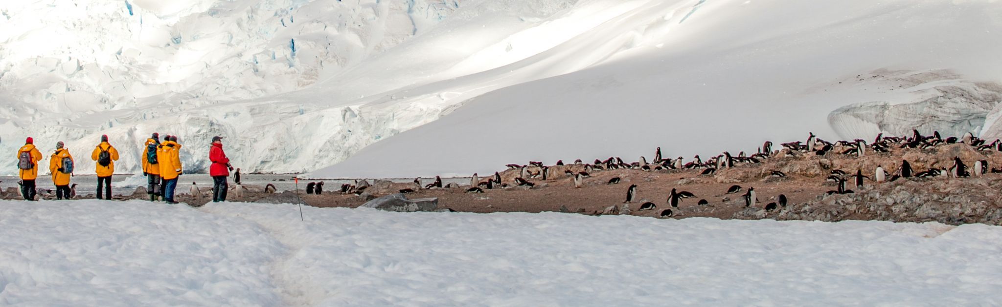Penguins Cuverville Island, Antarctica, Antarctica