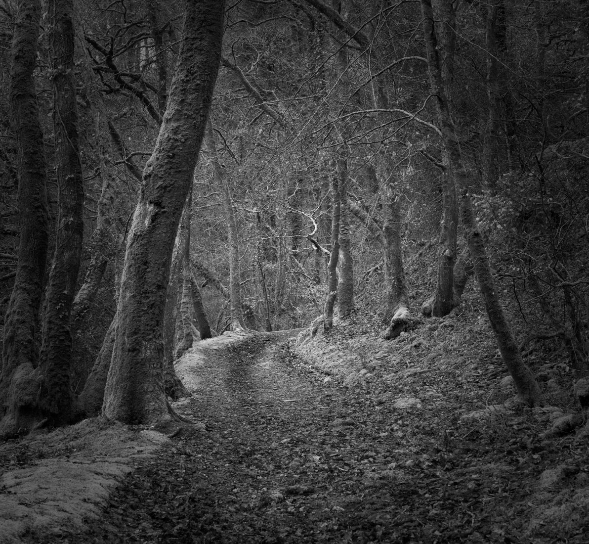 Plymbridge woods, United Kingdom