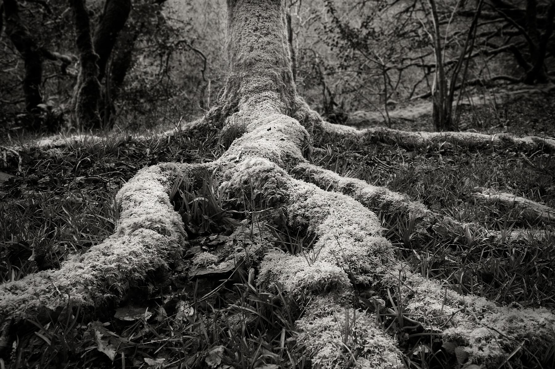 Plymbridge woods, United Kingdom
