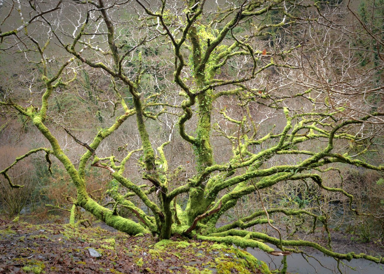 Plymbridge woods, United Kingdom