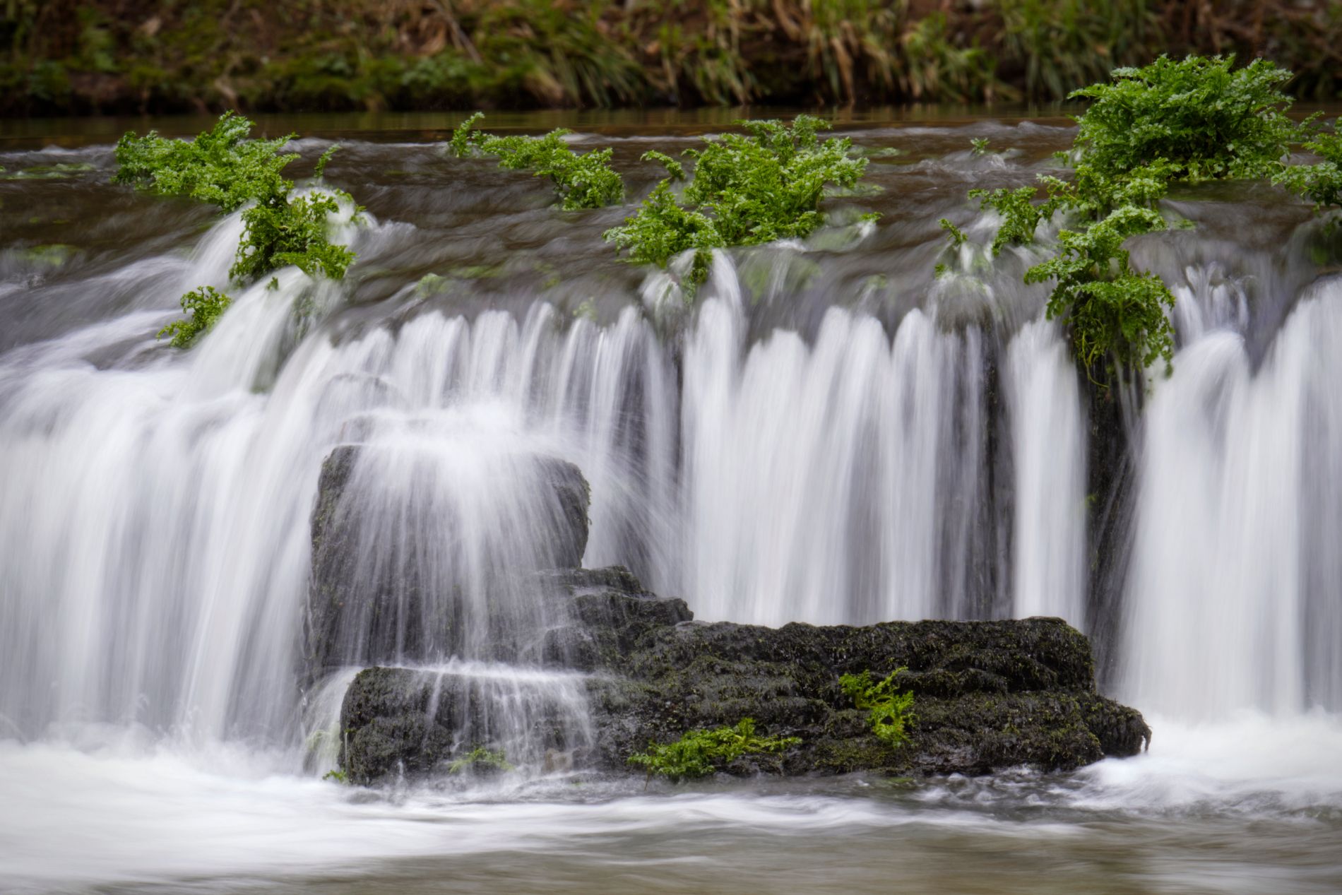 Plymbridge woods, United Kingdom