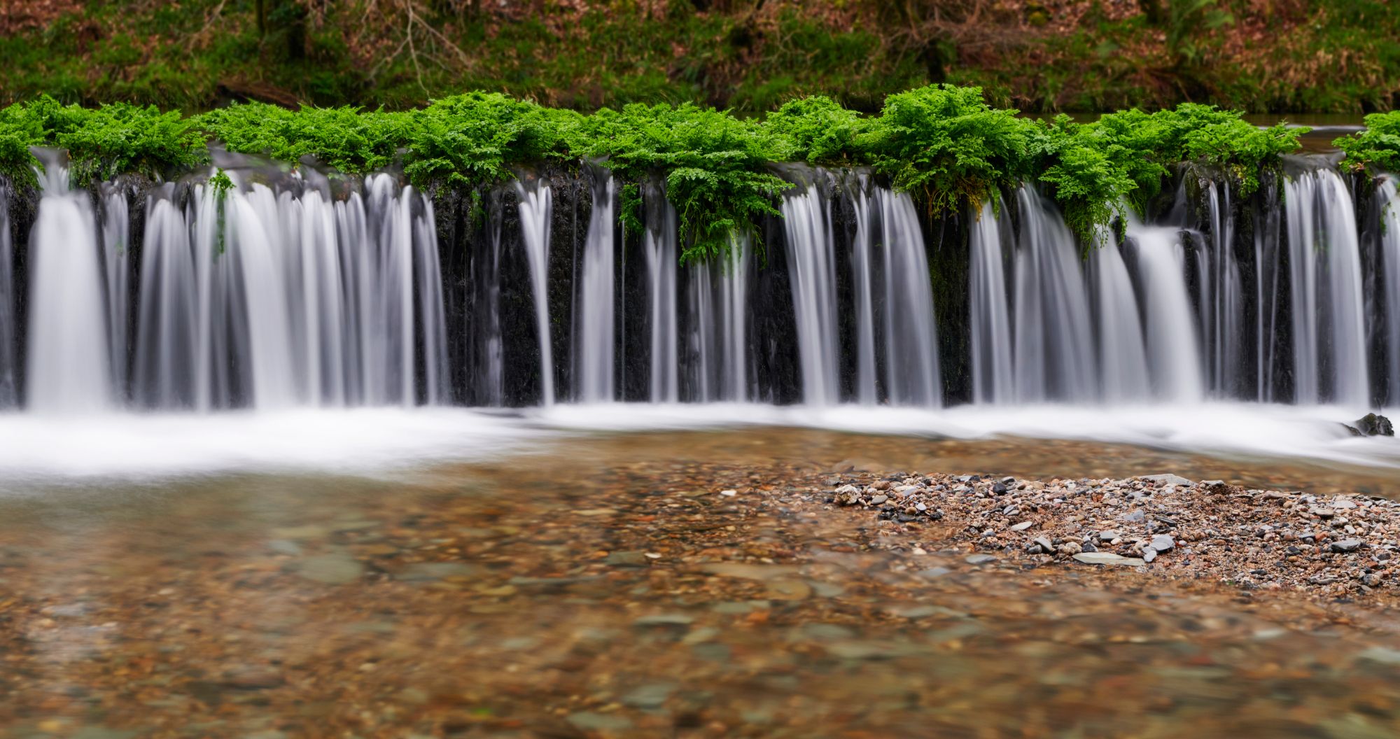 Plymbridge woods, United Kingdom