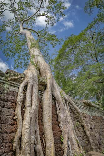 Preah Khan