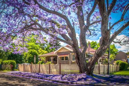 Purple-blue Jacaranda Tree, Windsor, New South Wales