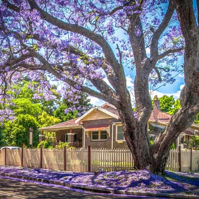 Purple-blue Jacaranda Tree, Windsor, New South Wales, Australia