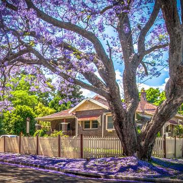 Purple-blue Jacaranda Tree, Windsor, New South Wales, Australia
