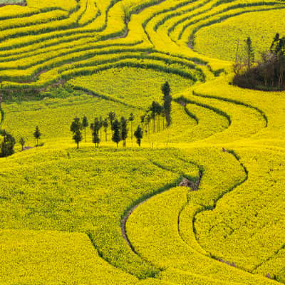 Rapsfelder in Luoping, China