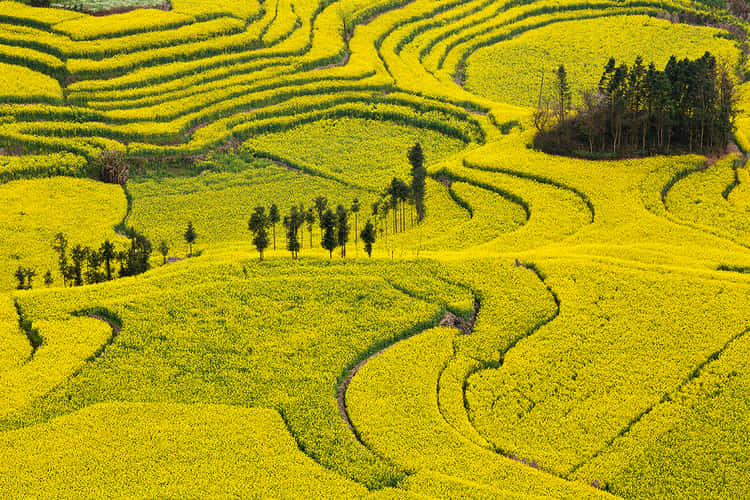 Rapsfelder in Luoping