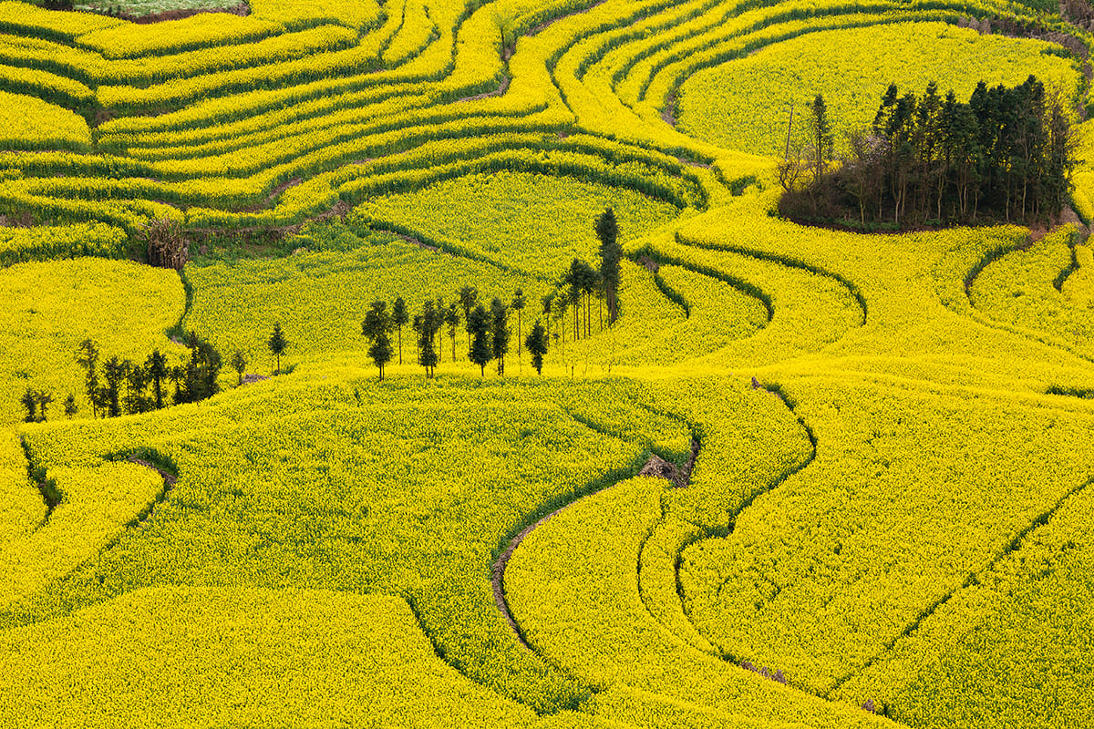 Rapsfelder in Luoping, China